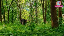 Chhattisgarh, Dhamtari, Gariaband, Udanti-Sitanadi Tiger Reserve