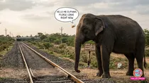 train elephant collision, elephant train collision, railway elephant safety, AI alerts railway, Plan Bee railway, 255 elephants saved, Northeast Frontier Railway, NFR elephant protection, elephant protection railway, Indian Railways elephant safety, train elephant accidents, Gajraj System, Plan Bee