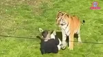uk yorkshire wildlife park man dies tiger enclosure tiger will not be euthanised