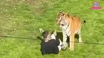 uk yorkshire wildlife park man dies tiger enclosure tiger will not be euthanised