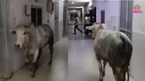 Mahoba Bull in hospital