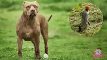 Two Pitbull attack on farmer