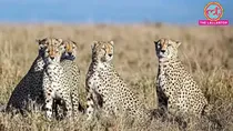 Kuno National Park, Cheetah KNG22 death