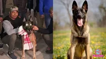 Belgian Malinois