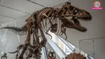 Rare Nanotyrannus second most valuable fossil ever