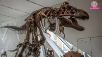 Rare Nanotyrannus second most valuable fossil ever