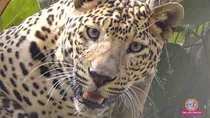 Chhindwara Leopard attack mother son