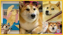Doge memes