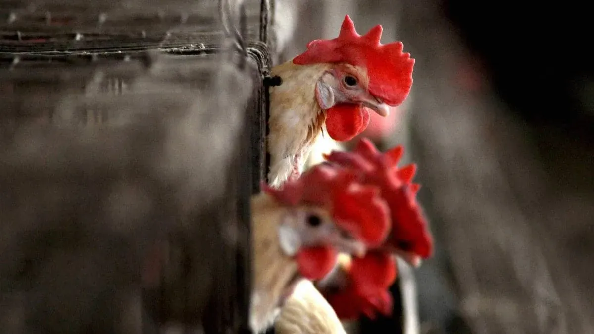 Can you eat eggs and chicken now? Bird flu explained - India News