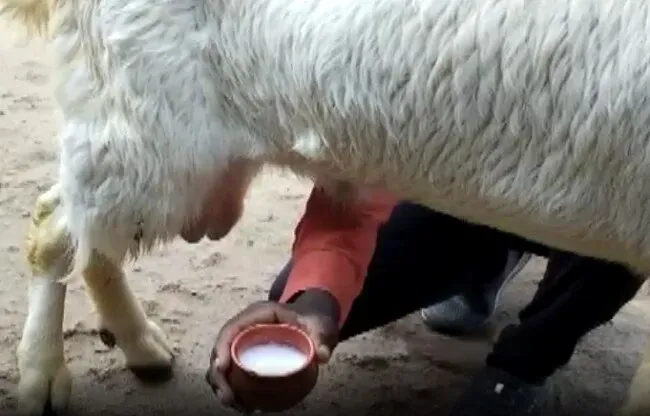 Male Goat Gives Milk in Madhya Pradesh