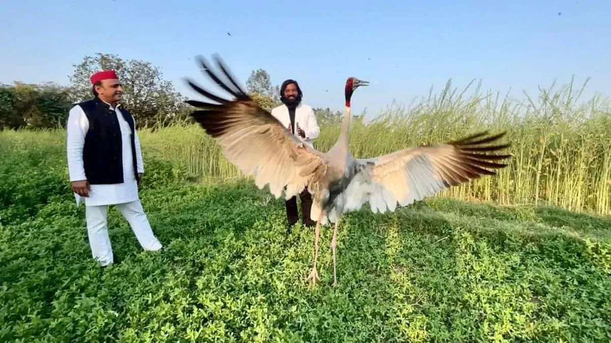 जब सोशल मीडिया पर वायरल सारस से मिलने पहुंचे अखिलेश यादव - Uttar pradesh ex cm akhilesh yadav meets the aasif and his bird friend saras lbsv