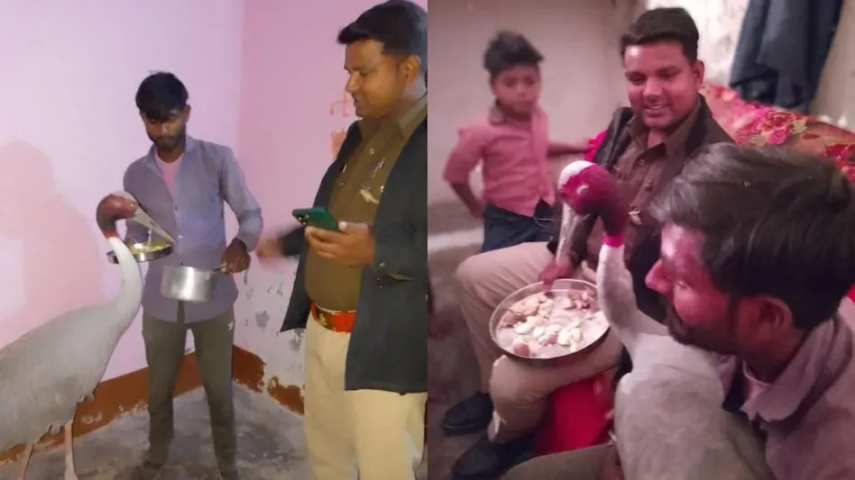 दाल-चावल और मैगी... जानें आरिफ से दूर होने के बाद सारस ने गांव में क्या-क्या खाया - Dal rice and Maggi Know what Saras ate in village aarif saras ki dosti lclcn -