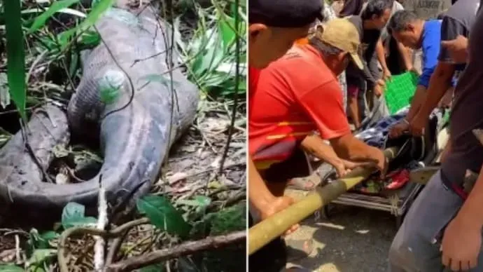 Indonesian woman was found dead inside the belly of a python