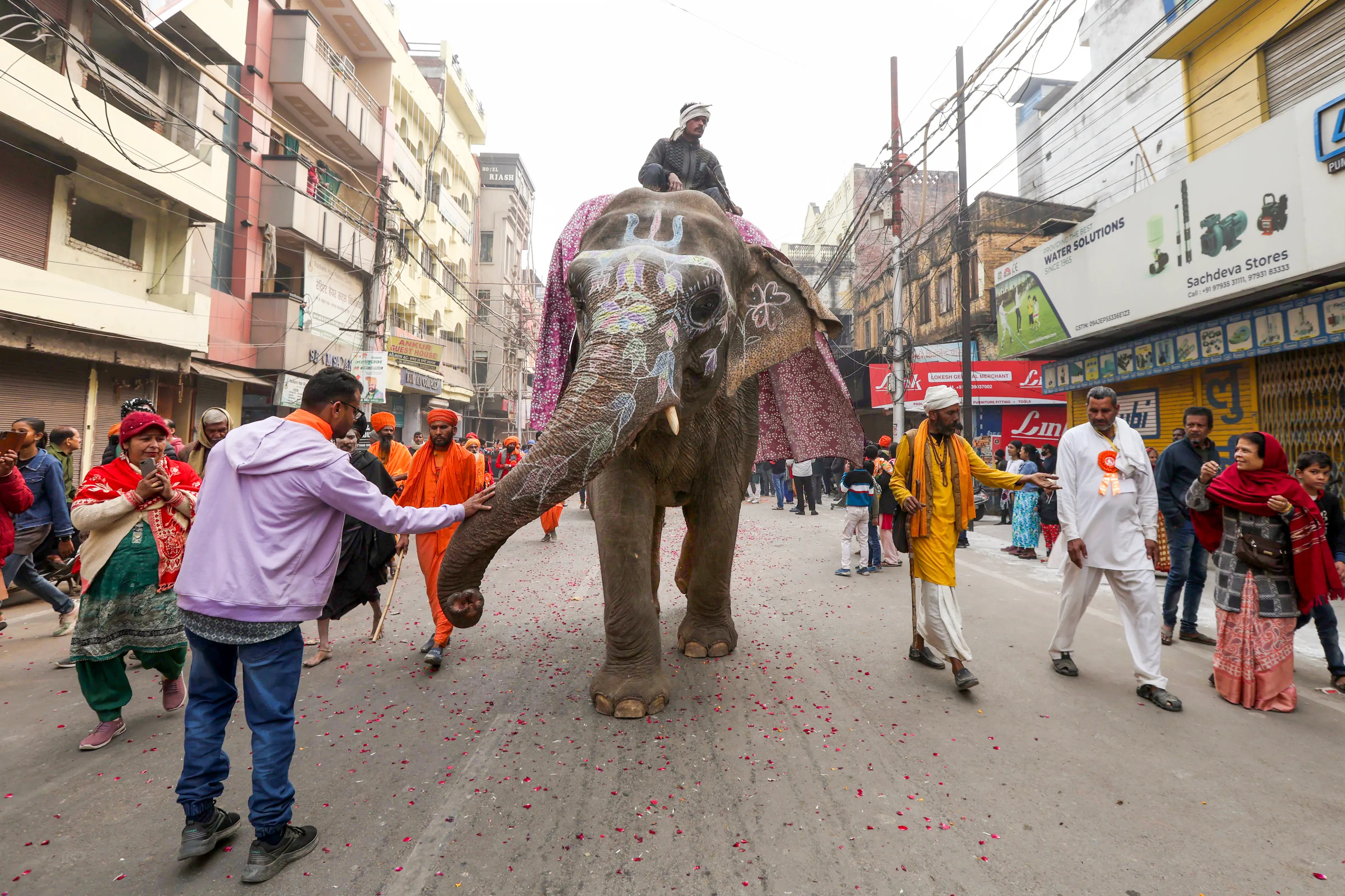elephant in prayagraj
