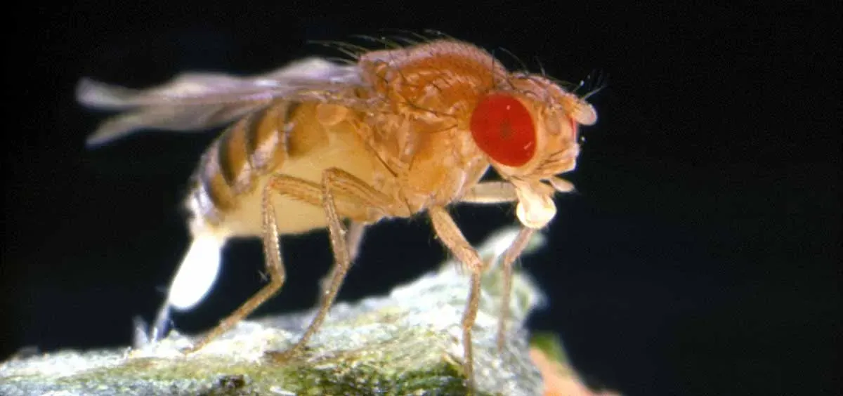 Gaganyaan, ISRO, Fruit Flies, Kidney Stone