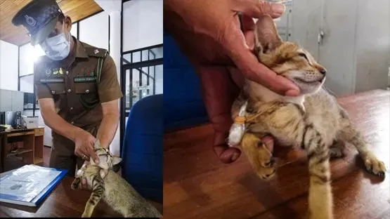 'गंभीर अपराध' के लिए बिल्ली गिरफ्तार, लेकिन फिर जेल से हो गई फरार