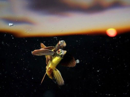  “Flying into the sunset” by Eric Madeja, Switzerland