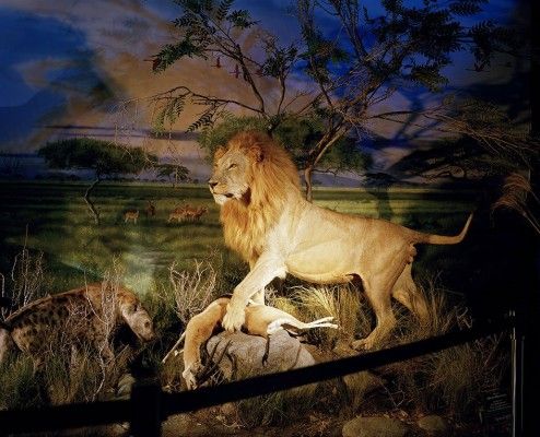 Lion by David Chancellor, UK