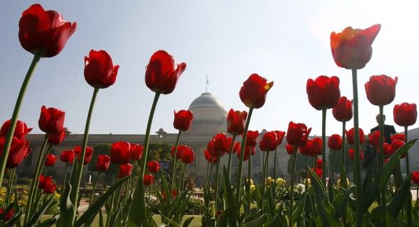 Tulips blossom inside India's famous Mughal Garden in New Delhi