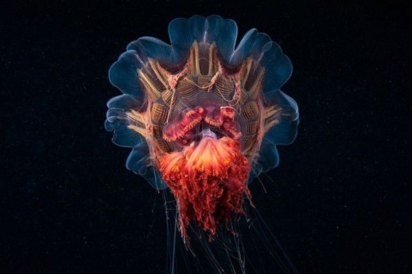Real world aliens” by Alexander Semenov, Russia