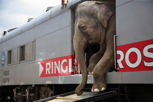 “Running away with the Circus” by Stephanie Sinclair, United States