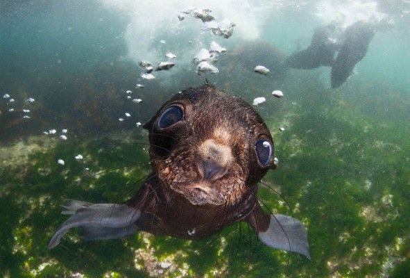 Sea Baby” by Andrey Narchuk, Russia