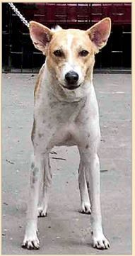 Tintin