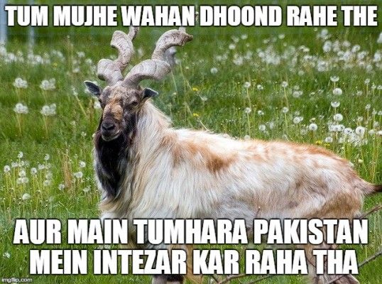 markhor