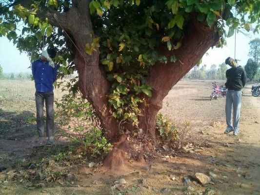 लातेहार में मोहम्मद मजलूम और आजाद खान को लटका दिया गया. आऱोप गौ-भक्तों पर है.