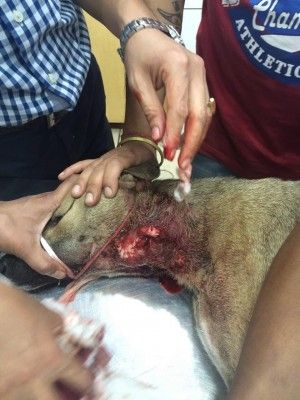 पुलिस को इलाके में मिले कई घायल कुत्ते 