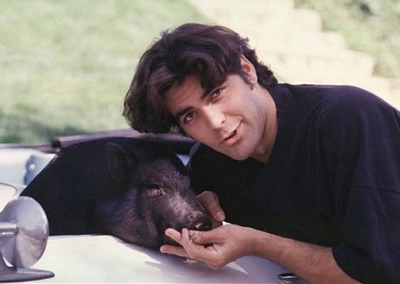 George-Clooney-and-his-pig