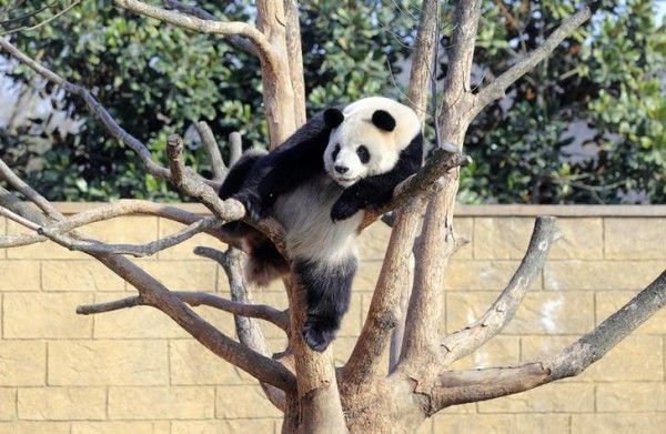 A giant panda rests on a tree at Hangzhou's zoo, Zhejiang province January 1, 2014. Picture taken January 1, 2014. REUTERS/China Daily (CHINA - Tags: ANIMALS SOCIETY) CHINA OUT. NO COMMERCIAL OR EDITORIAL SALES IN CHINA