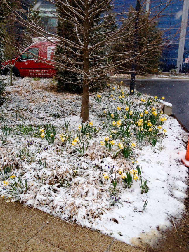 चैत के फूल.