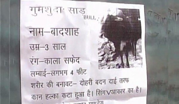 missing-bull