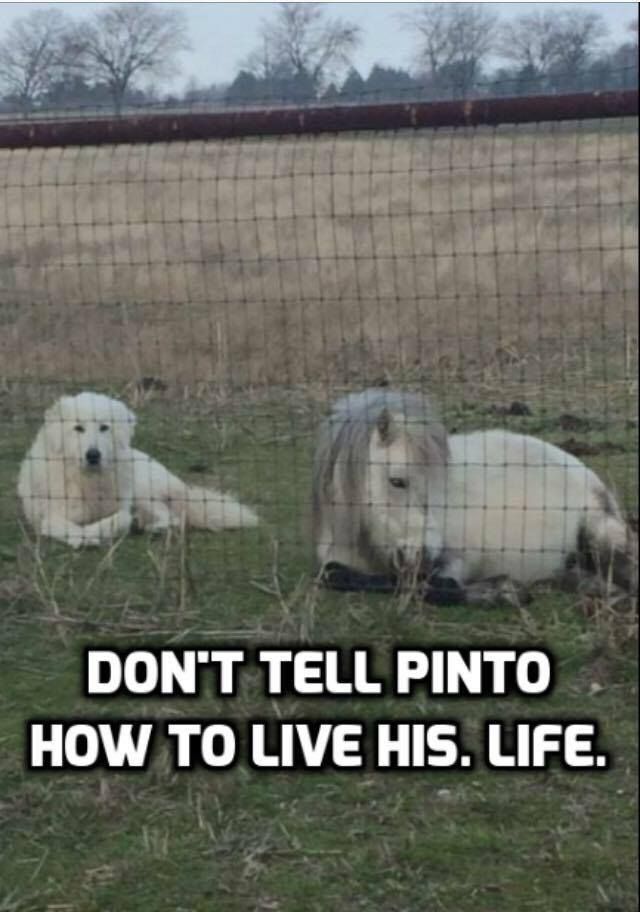 13336075_279462239064177_7798890024448273023_n