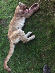 मरा शेर, फोटो- न्यूयॉर्क टाइम्स