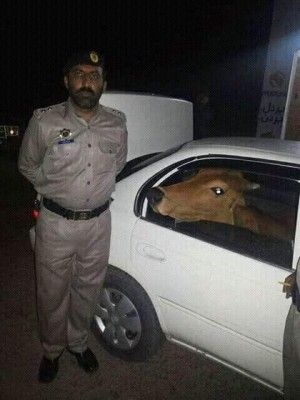 cow