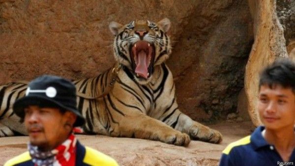 tiger reuters