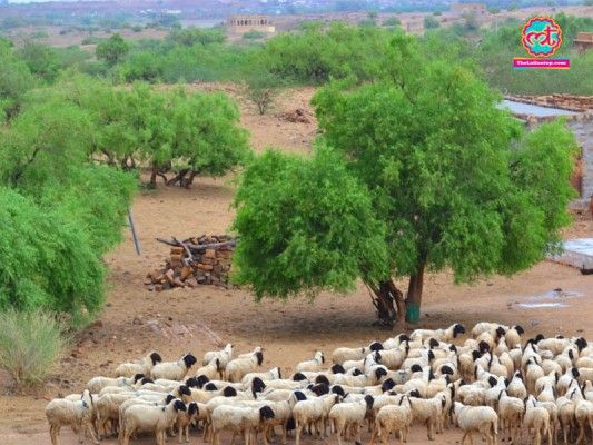 Photo: Sumer Singh Rathore