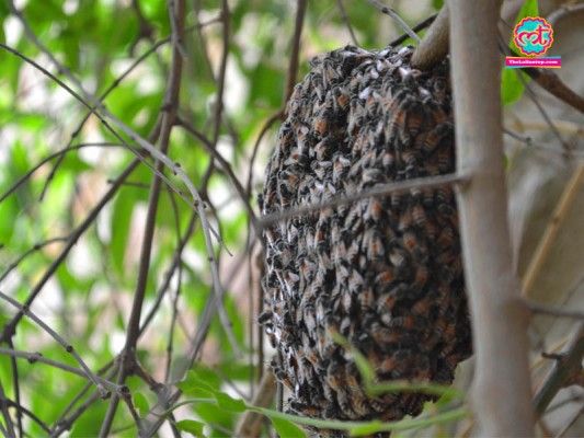 Photo: Sumer Singh Rathore