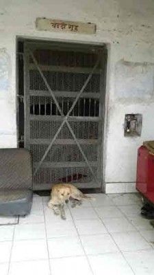 Dog 1