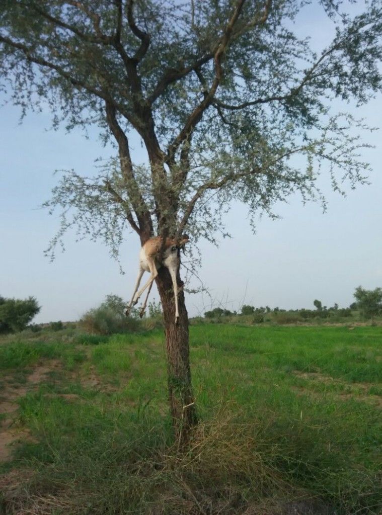 NAGAUR3