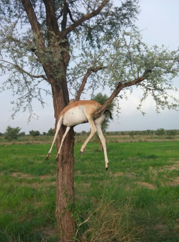 NAGAUR4