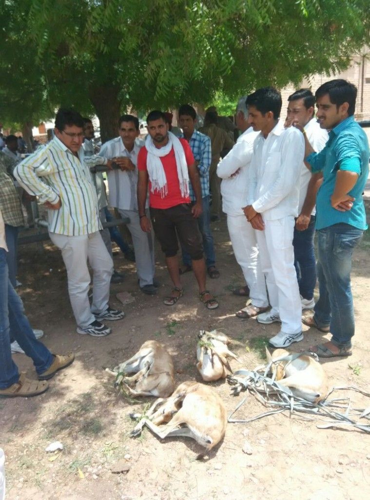NAGAUR8
