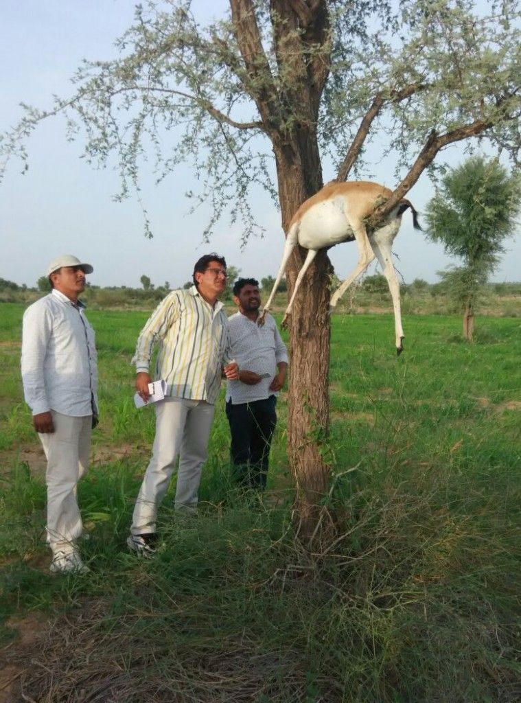 NAGAUR