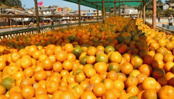 संतरे के किसान अशोक ने अपनी परेशानी की बात महाराष्ट्र के मंत्री को चिट्ठी लिख कर भी बताई थी.