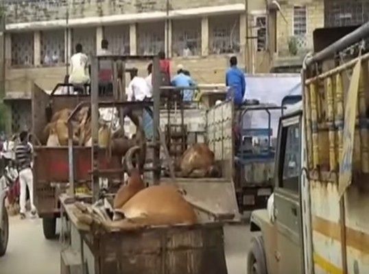 कलेक्टर दफ्तर के बाहर मृत जानवरों की लाश 