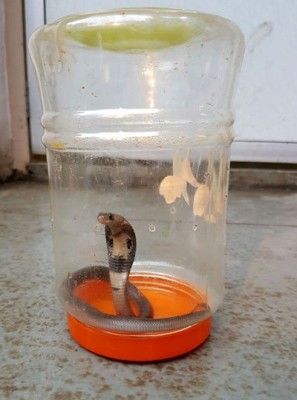 cobra