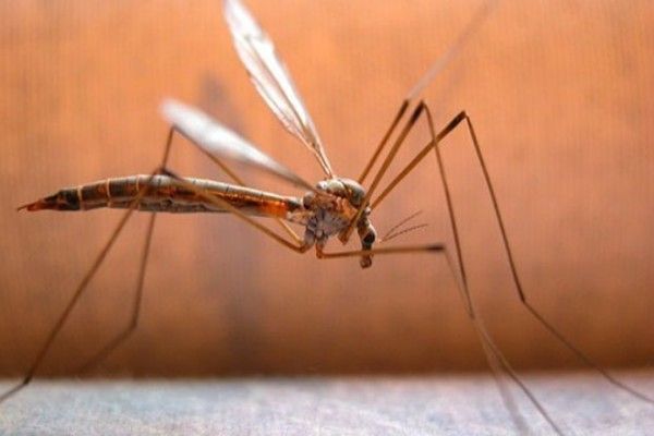 chikungunity.pti_.l