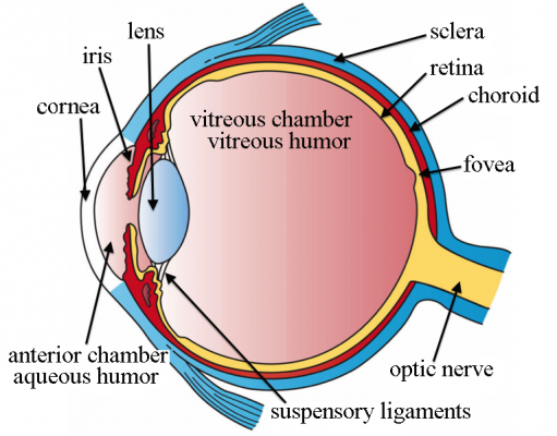 Human Eye